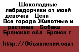 Шоколадные лабрадорчики от моей девочки › Цена ­ 25 000 - Все города Животные и растения » Собаки   . Брянская обл.,Брянск г.